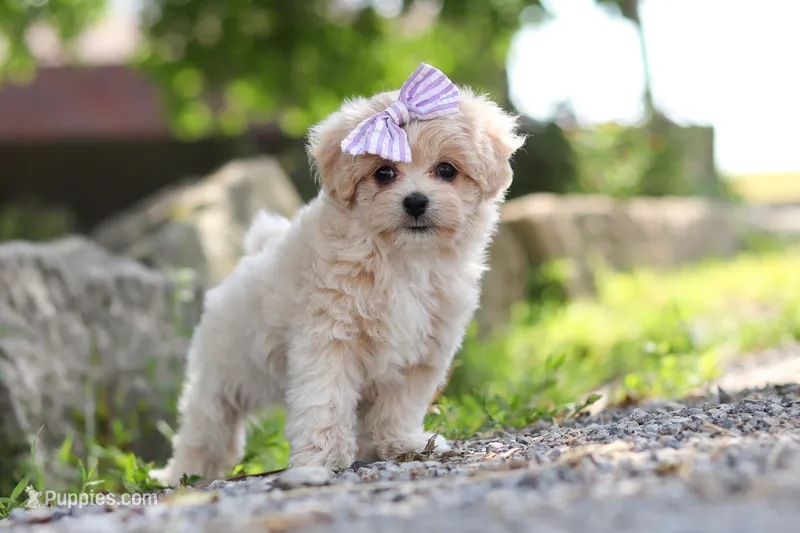Poppie – Maltipoo puppy for sale in Sugarcreek, OH