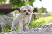 Poppie, a female Maltipoo for sale in Sugarcreek, OH – 1 of 9