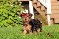 Poppy, a female Yorkipoo for sale in Sugarcreek, OH – 5 of 7