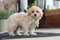 Karl, a male Maltipoo for sale in Sugarcreek, OH – 5 of 8