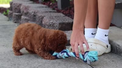 Jance, a male Poodle - Miniature  for sale in Sugarcreek, OH – 10 of 10