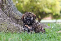 Chip, a male Maltipoo for sale in Sugarcreek, OH – 3 of 7