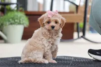Kelly, a female Maltipoo for sale in Sugarcreek, OH – 4 of 7
