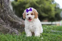 Bella, a female Poodle - Miniature  for sale in Sugarcreek, OH – 5 of 6
