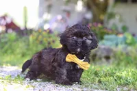 Tristan, a male Shihpoo for sale in Sugarcreek, OH – 5 of 6