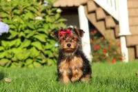 Poppy, a female Yorkipoo for sale in Sugarcreek, OH – 1 of 7