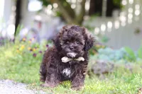 Tyler, a male Shihpoo for sale in Sugarcreek, OH – 4 of 8