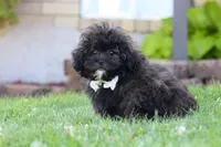 Troy, a male Shihpoo for sale in Sugarcreek, OH – 5 of 6