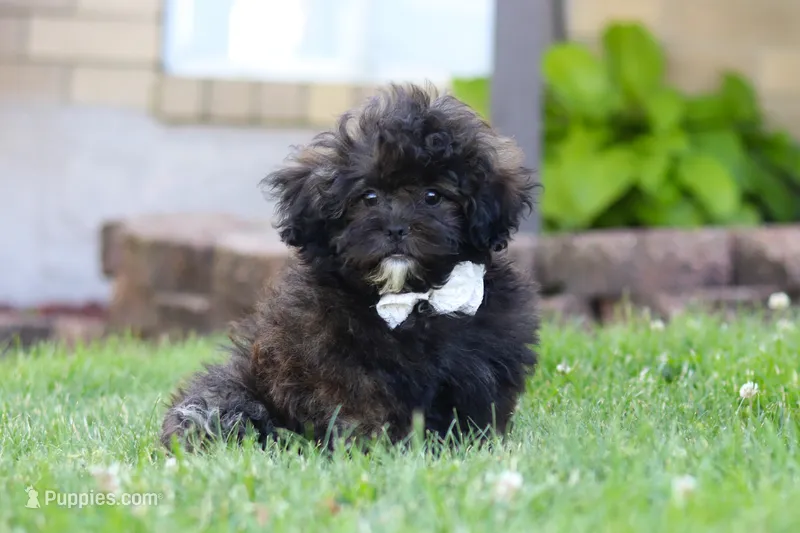 Troy – Shihpoo puppy for sale in Sugarcreek, OH