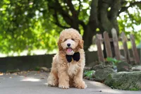 Brunco, a male Poodle - Miniature  for sale in Sugarcreek, OH – 7 of 8
