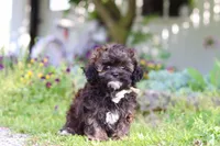 Tyler, a male Shihpoo for sale in Sugarcreek, OH – 2 of 8