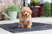 Kevin, a male Maltipoo for sale in Sugarcreek, OH – 4 of 9