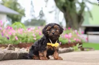 Peter, a male Yorkipoo for sale in Sugarcreek, OH – 3 of 7
