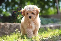 Posie , a female Maltipoo for sale in Sugarcreek, OH – 7 of 9