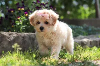 Penny, a female Maltipoo for sale in Sugarcreek, OH – 4 of 10