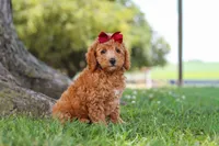 Becca, a female Poodle - Miniature  for sale in Sugarcreek, OH – 4 of 5