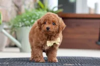 Keith, a male Maltipoo for sale in Sugarcreek, OH – 3 of 9