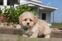 Trandon, a male Shihpoo for sale in Sugarcreek, OH – 4 of 6