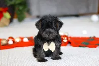 Jason, a male Yorkipoo for sale in Sugarcreek, OH – Photo 2 of 3