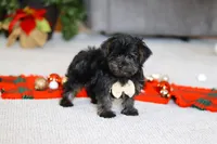 Jason, a male Yorkipoo for sale in Sugarcreek, OH – Photo 3 of 3