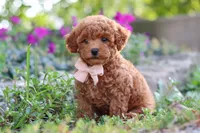 Jane, a female Poodle - Miniature  for sale in Sugarcreek, OH – 3 of 7
