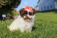 Tabby, a female Shihpoo for sale in Sugarcreek, OH – 3 of 6