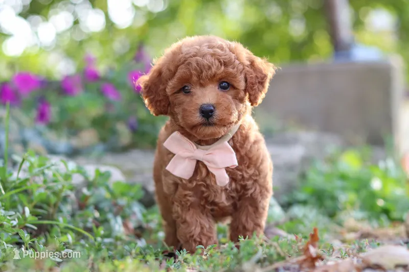 Jane – Poodle - Miniature  puppy for sale in Sugarcreek, OH