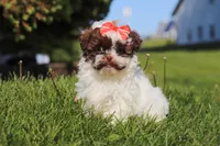 Tabby, a female Shihpoo for sale in Sugarcreek, OH – 1 of 6
