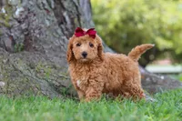 Becca, a female Poodle - Miniature  for sale in Sugarcreek, OH – 3 of 5