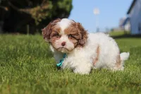 Thomas, a male Shihpoo for sale in Sugarcreek, OH – 1 of 6