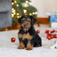 Jaden, a male Yorkipoo for sale in Sugarcreek, OH – Photo 2 of 6