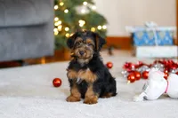 Jaden, a male Yorkipoo for sale in Sugarcreek, OH – Photo 2 of 6