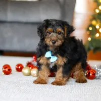 Jaden, a male Yorkipoo for sale in Sugarcreek, OH – Photo 1 of 6