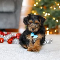 Jaden, a male Yorkipoo for sale in Sugarcreek, OH – Photo 3 of 6
