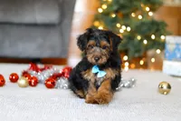 Jaden, a male Yorkipoo for sale in Sugarcreek, OH – Photo 3 of 6