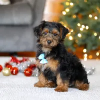 Jaden, a male Yorkipoo for sale in Sugarcreek, OH – Photo 5 of 6