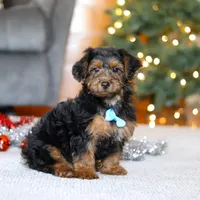 Jaden, a male Yorkipoo for sale in Sugarcreek, OH – Photo 4 of 6