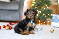 Jaden, a male Yorkipoo for sale in Sugarcreek, OH – Photo 4 of 6