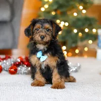 Jaden, a male Yorkipoo for sale in Sugarcreek, OH – Photo 6 of 6