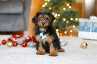 Jaden, a male Yorkipoo for sale in Sugarcreek, OH – Photo 6 of 6