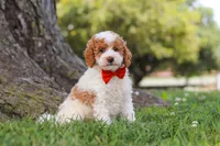 Brently, a male Poodle - Miniature  for sale in Sugarcreek, OH – 5 of 6