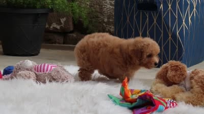 Kevin, a male Maltipoo for sale in Sugarcreek, OH – 9 of 9
