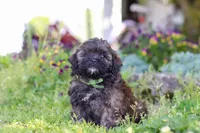 Trocksus, a male Shihpoo for sale in Sugarcreek, OH – 3 of 6