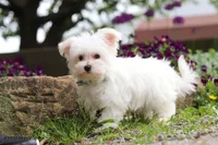 Jakson, a male Maltese for sale in Sugarcreek, OH – 4 of 9
