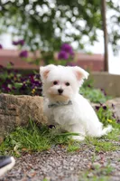 Jakson, a male Maltese for sale in Sugarcreek, OH – 8 of 9