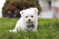 Jakson, a male Maltese for sale in Sugarcreek, OH – Photo 4 of 5