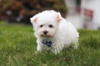 Jakson, a male Maltese for sale in Sugarcreek, OH – Photo 2 of 5