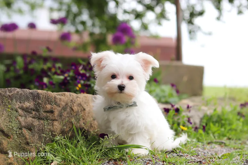 Jakson – Maltese puppy on hold in Sugarcreek, OH