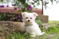 Jakson, a male Maltese for sale in Sugarcreek, OH – 1 of 9