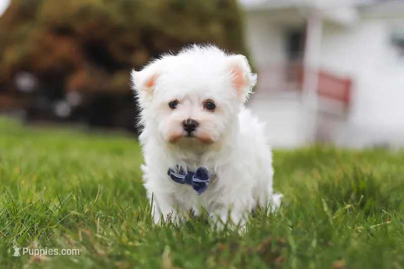 Jakson – Maltese puppy for sale in Sugarcreek, OH